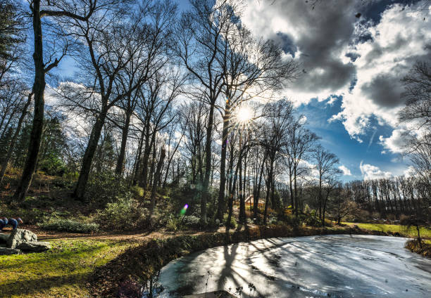 Winter foliage overhanging a frozen pond