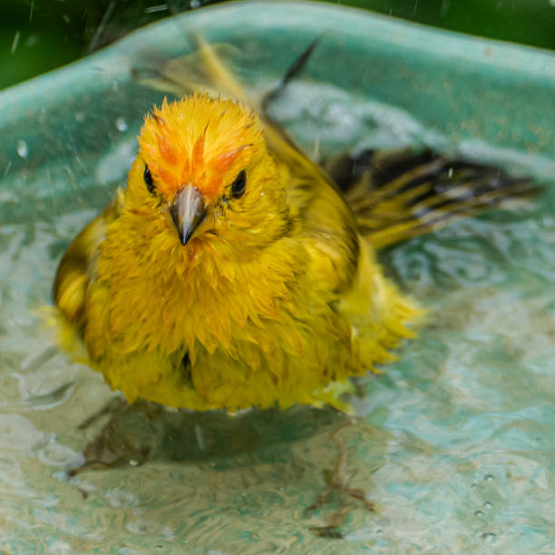 istock Atlantic Canary, a small Brazilian wild bird. 1967775582