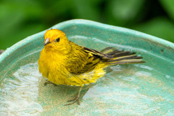 istock Atlantic Canary, a small Brazilian wild bird. 1967775585