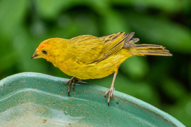 istock Atlantic Canary, a small Brazilian wild bird. 1967775694