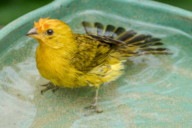 Atlantic Canary, a small Brazilian wild bird. The yellow canary Crithagra flaviventris is a small passerine bird in the finch family.