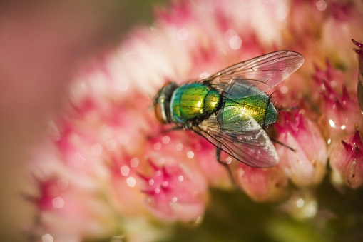 Flies are insects of the order Diptera, the name being derived from the Greek δι- di- \