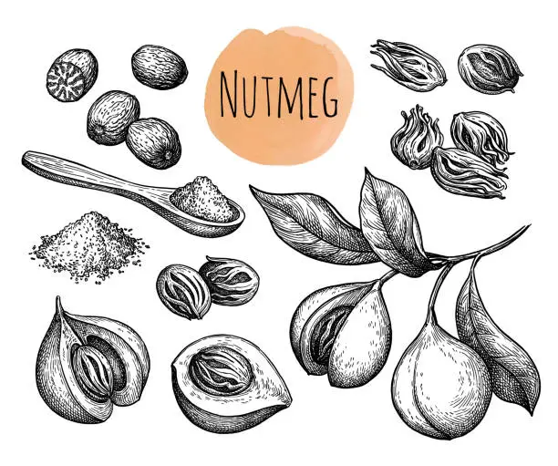 Vector illustration of Nutmeg and mice spices set ink sketch.
