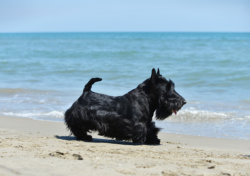 scottish terrier with running on the beach in summer