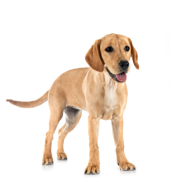 istock puppy labrado retriever 1967797802