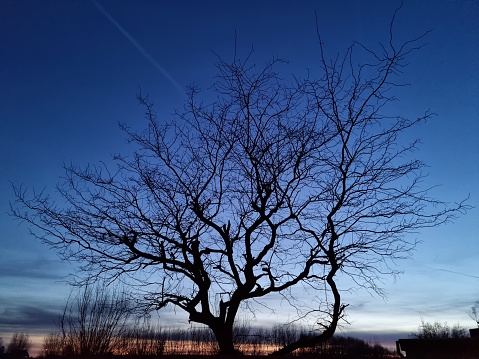 Tree in winter at sundown