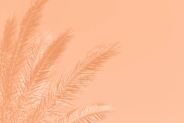 istock Spring Palm Tree Leaf Sky peach color Pastel Orange Summer Autumn Spring Background Trendy Color of Year 2024 Monochrome Toned Photography Tropical Climate Close-Up Copy Space 1967801504