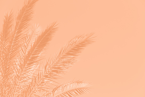 Spring Palm Tree Leaf Sky Peach Fuzz Pastel Orange Summer Autumn Spring Background Trendy Color of Year 2024 Monochrome Toned Photography Tropical Climate Close-Up Copy Space Design template for presentation, flyer, card, poster, brochure, banner