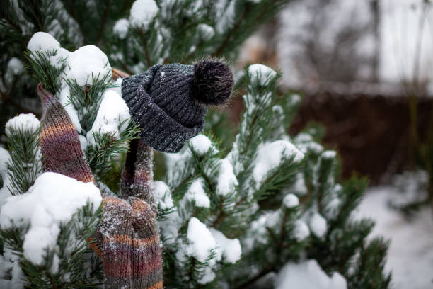 istock A black knitted hat with a bubo and a striped scarf hang on pine branches sprinkled with snow 1967821146