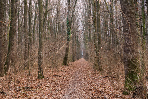 Forest in December in Voluntari , Romania. Winter forest landscape