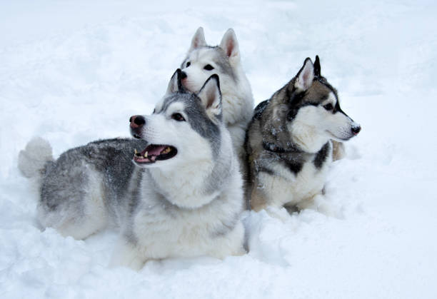 A  shot of a beautiful, five~ year~ old husky howling as he stands out in the snow.
