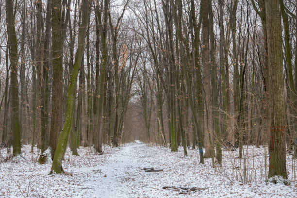 Deciduous forest, during winter snow time in Romania Voluntari
