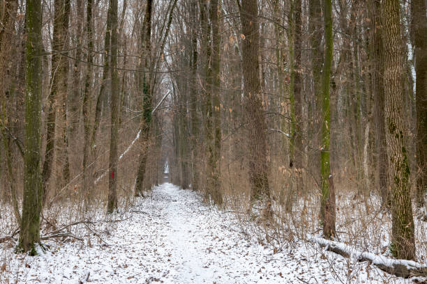 istock Deciduous forest, during winter snow time in Romania Voluntari 1967840748