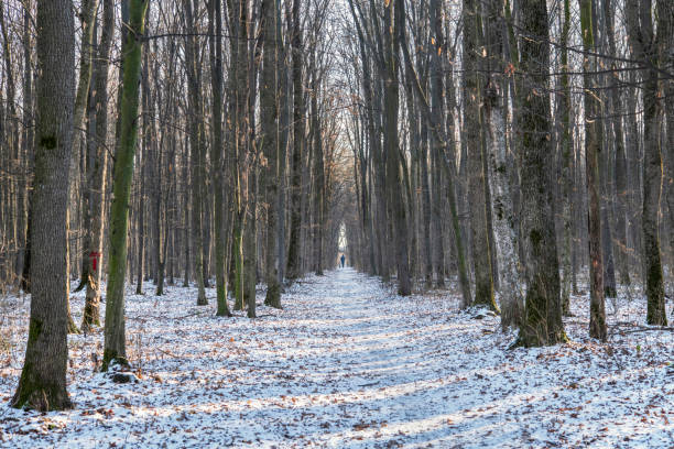 Deciduous forest, during winter snow time in Romania Voluntari