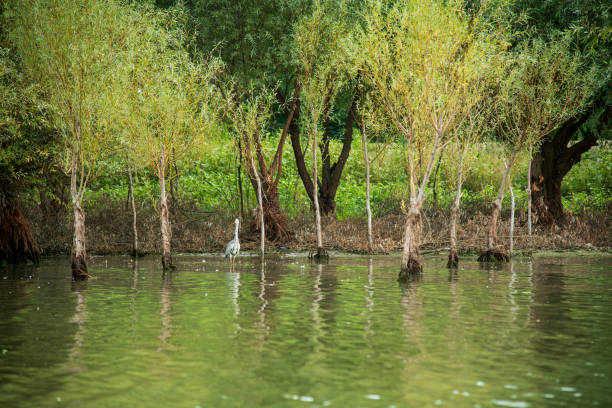 Wild bird in the Danube delta Romania