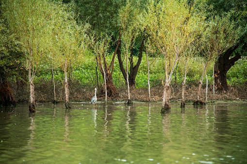 Wild bird in the Danube delta Romania
