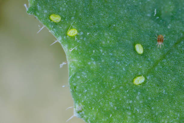 istock Eggs of the diamondback moth (Plutella xylostella), sometimes called the cabbage moth on a rapeseed leaf. Also visible red spider mite (Tetranychus urticae). 1967862714