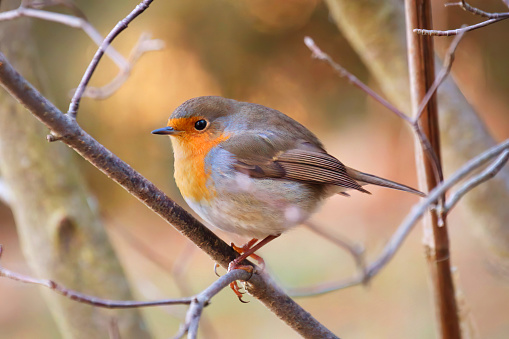 Close up of an European Robin (Erithacus rubecula) calling against clear white background.