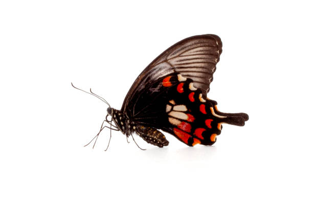 butterfly on white flower isolated on white background with clipping path