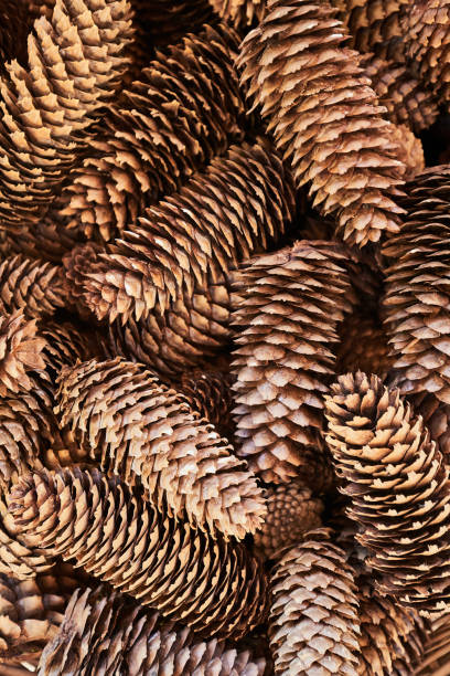 bunch cones stock photo