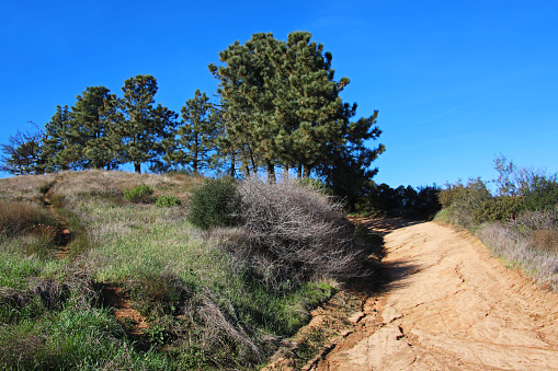 Coulter pine tree grove along the Glendora Ridge Motorway of Angeles National Forest.