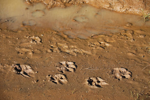 푸마(puma) 또는 밥캣(bobcat) 트랙 - paw print animal track dirt track 뉴스 사진 이미지