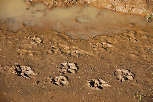 Puma or bobcat tracks upon the muddy puddles on the Glendora Ridge Motorway in the Angeles National Forest.