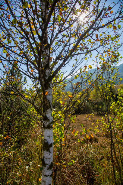 landschaft mit einer moorbirke (betula pubescens) im herbst - birch tree tree downy birch white stock-fotos und bilder