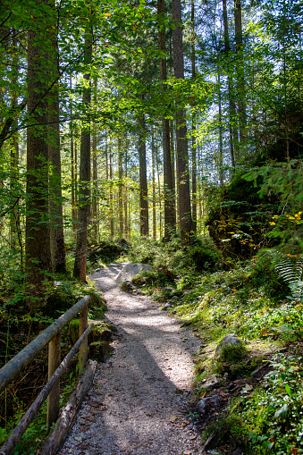 Narrow gravel hiking path in a dense forest