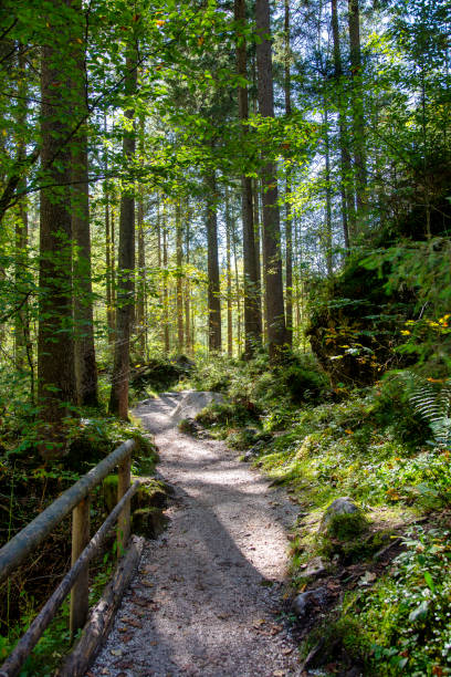 Narrow gravel hiking path in a dense forest stock photo