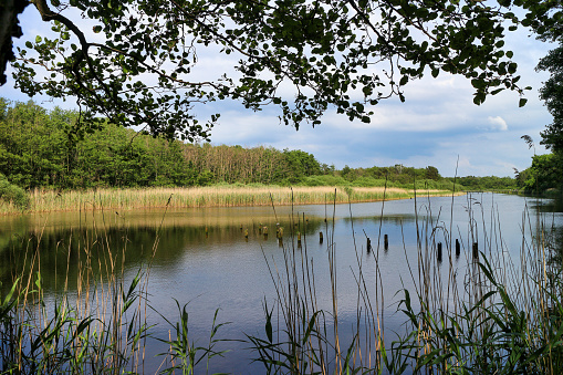 Idyllic countryside landscape with trees, reed grass and a lake