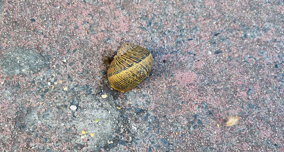 Brown garden snail on white background