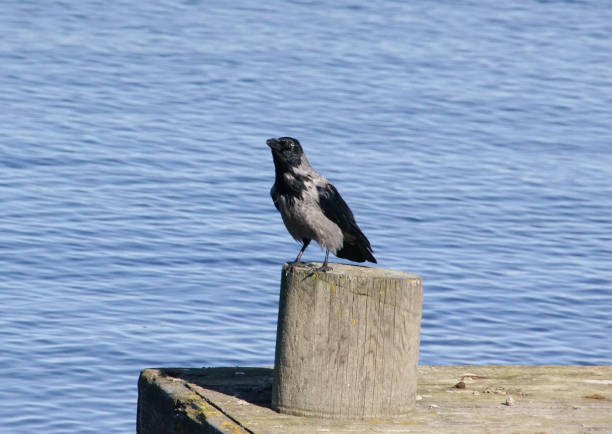 Lone crow in the park.
