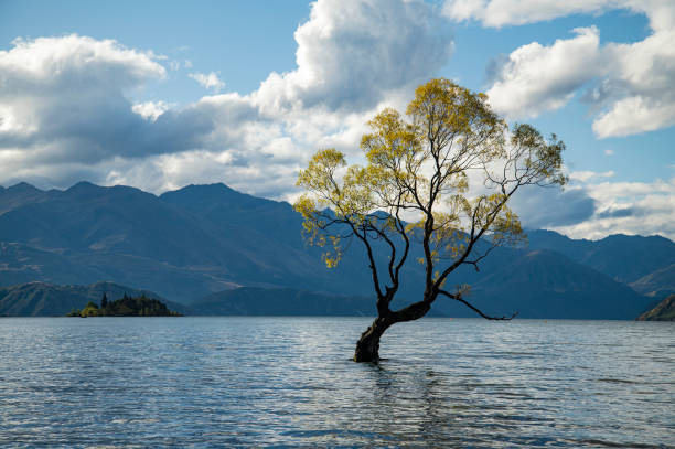 istock The Wanaka Tree, Wanaka, New Zealand 1967952336