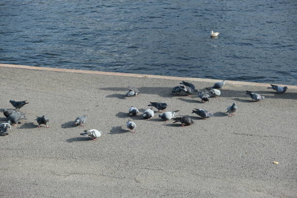 several pigeons on the embankment