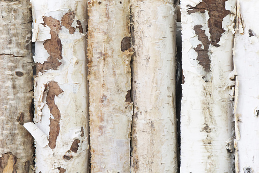 Birch bark is used as fire starter in survival. Birch fence branch texture.