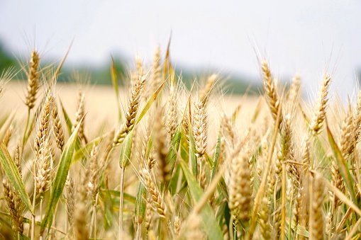 wheat plantation background with detaile of grains on plants