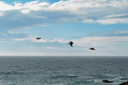 Pacific ocean and a cloudy sky with flock of birds flying over the water, California central coast