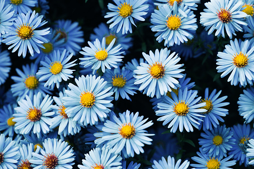 Close-up image of a daisy in the garden