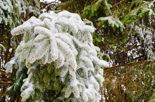 Close-up of a clump of pine branches covered in ice from freezing rain in a suburban yard.