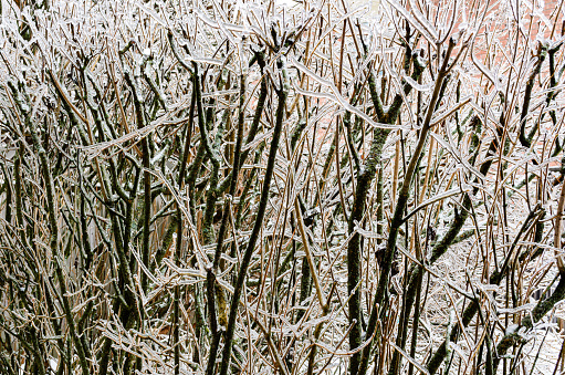 Close-up of lilac bushes in a suburban yard covered in ice from freezing rain.