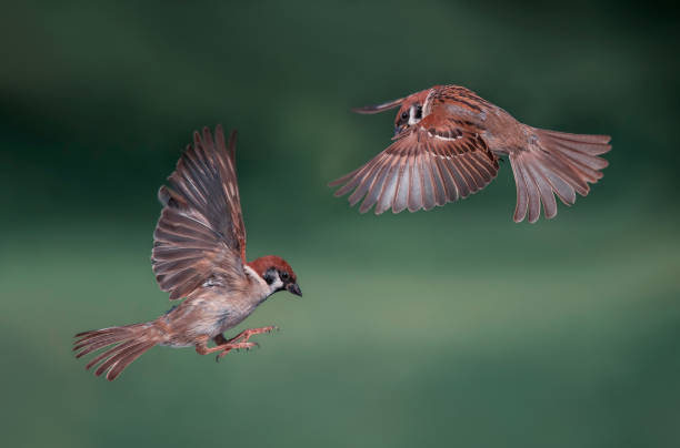 istock two sparrow birds flying flapping their wings and feathers in a summer green park 1967993641