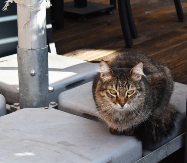 istock Cat waiting in cafe 1967994693