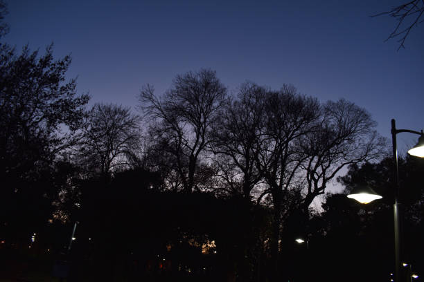 istock Silhouette of tree branches at evening time 1967994699