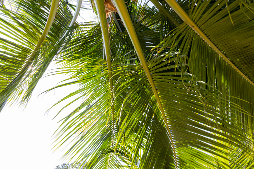 Low angle view of palm fronds in early morning sunlight