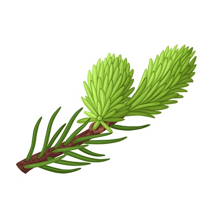 Vector illustration, spruce tip, spruce tip is the new spring growth at the end of a branch, isolated on white background.