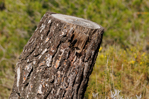 Pine stump with bokeh in the forest natural park Sierra de Mariola, Spain