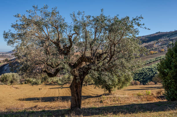 istock Magnificent photos of olive tree 1968015774