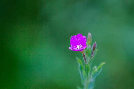 Melastoma sanguineum, also called Red melastome or Fox-tongued melastoma, is a shrub or a small tree, which produces purplish-pink flowers of six petals. It is native to Southeast Asian countries such as Malaysia, Indonesia and Vietnam.