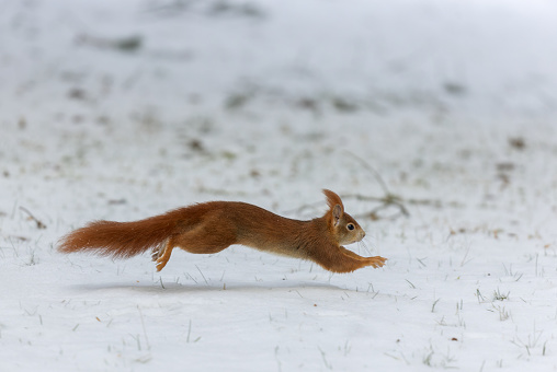 Eurasian red squirrel (Sciurus vulgaris) running in snow.